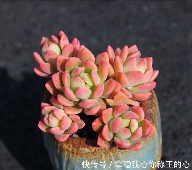 大明星|5种多肉名字太洋气,听起来就像大明星,养在家里“倍儿有面”!