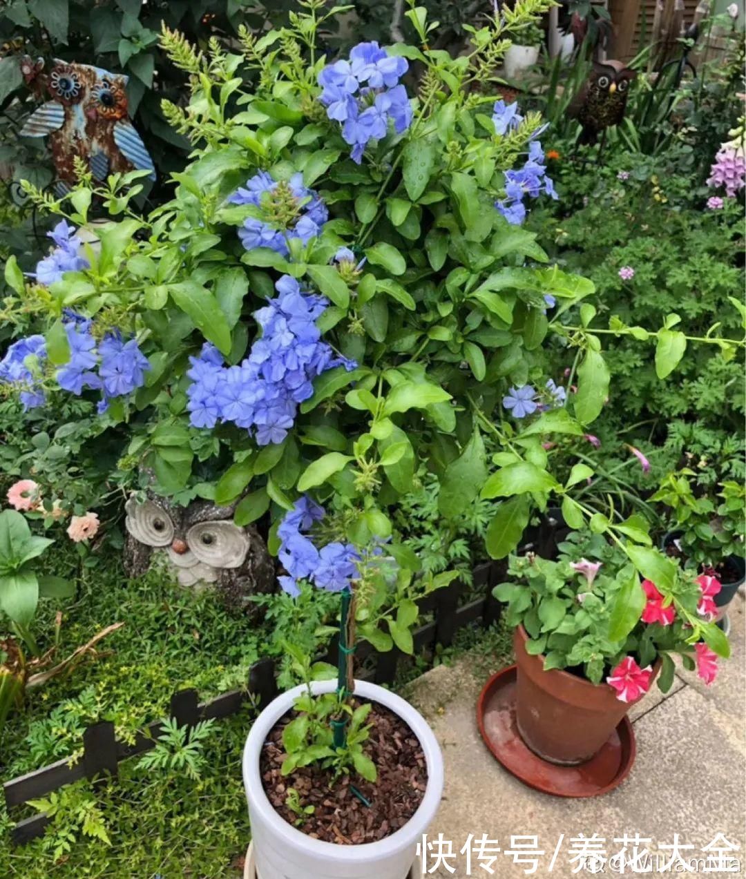 马齿苋花|山东马齿苋老桩，年年开花像小树，网友直呼：假的吧