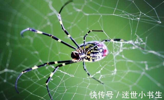 殷离@倚天屠龙记中,四大神奇动物,其中一个成就绝世高手!