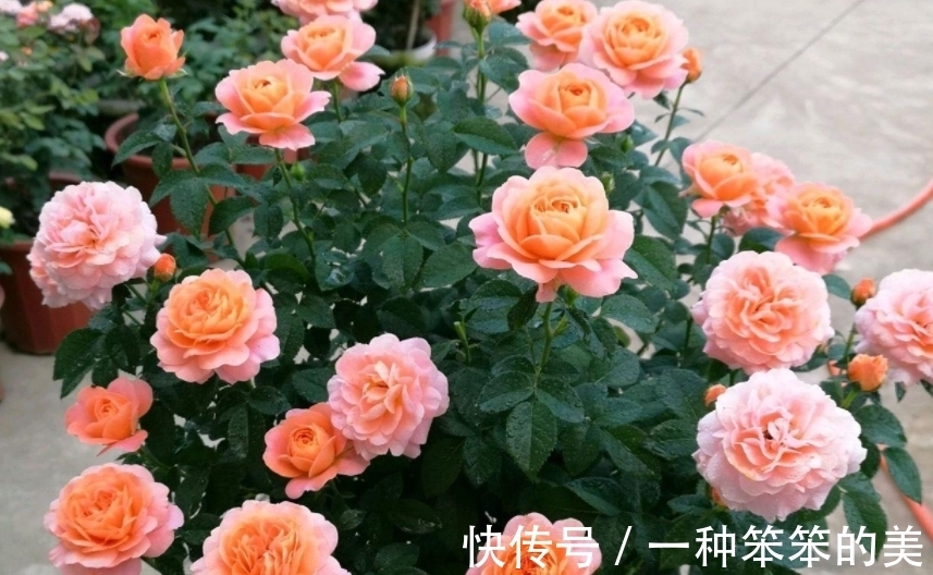 月季“白粉病”很烦人,趁着萌芽期做好“4步”,才能有效杜绝