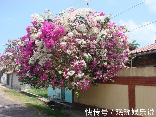 铁线莲|家有小院？养几种“不死花”，从来不用管，花开一片，延绵不断