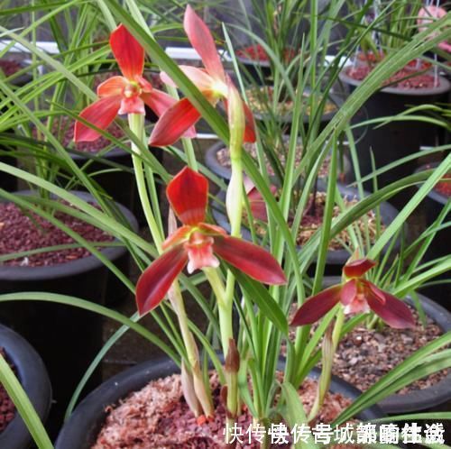 被誉为“国兰第一红”的红河红，花型正格，一杆双花，养护简单