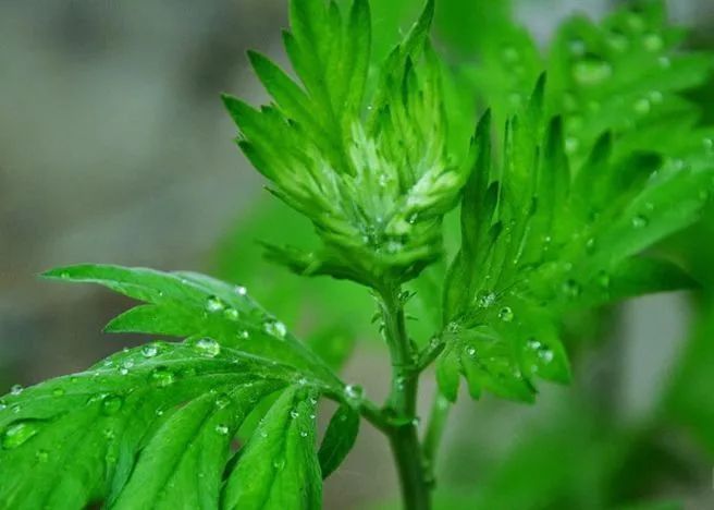 痊愈|华佗都治不好的病,患者自己吃一物痊愈了,华佗好东西!