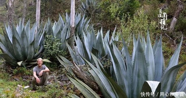 原以为龙舌兰是小家碧玉,没想到竟然可以长这么高!