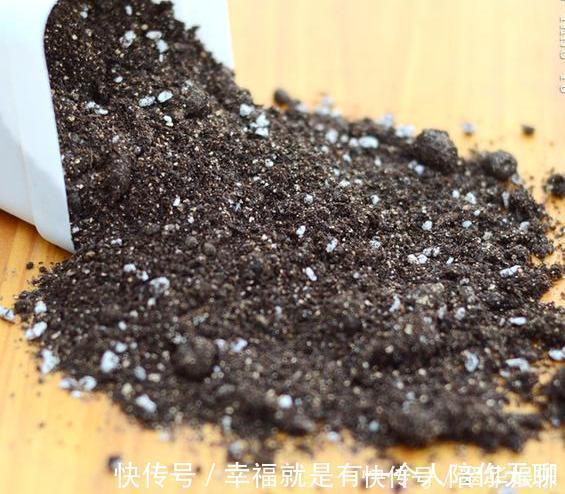 冠幅|养花的秘密小盆养好花,大盆养死花,知道为什么吗