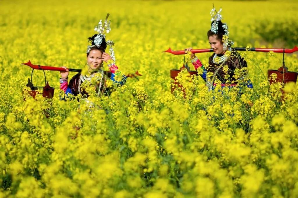 《贵州油菜花打卡指南》出炉！抓紧时间奔赴花海吧~