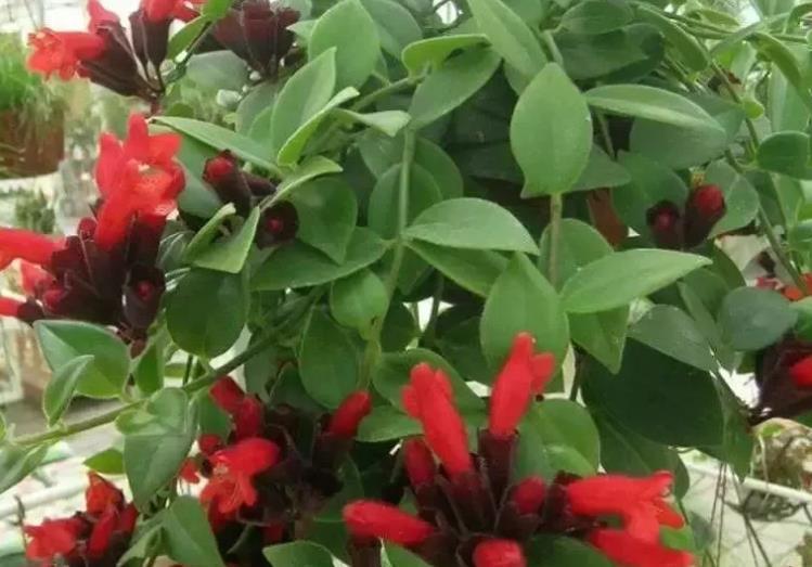 口红|家里就养“4种花”，从年头“香”到年尾，随便一养成花海