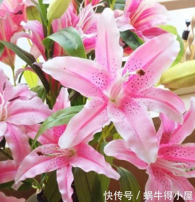 4种花养家里，好养又漂亮，10块钱一盆，开花多、花期长！