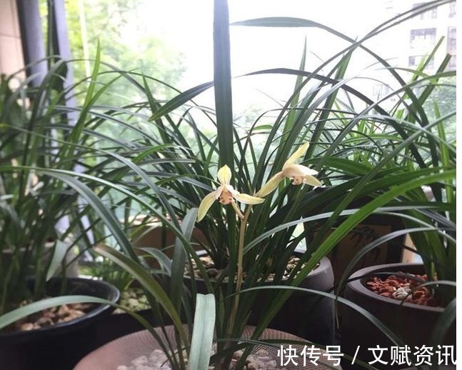 中药渣|以下“2种”药,对于养兰花的人来说,是不可多得的好“肥”