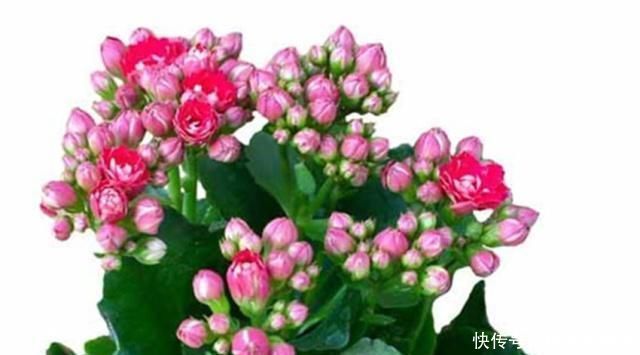 烂根|养花不会养往花盆里加两样东西,咋养都不怕,浇水随便浇