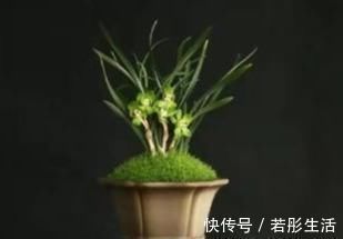 兰中皇后|兰中皇后，“色”、“香”、“型”三美汇聚一身，是兰中佳品