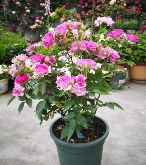 月季长满了花苞还能换盆吗？浇水来不及怎么办？