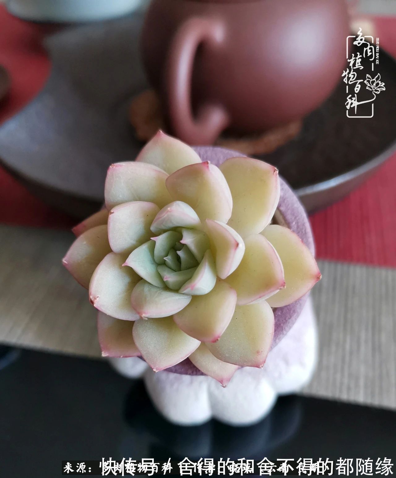 生活的本质就是爱,喜悦,和平!养多肉的快乐是金钱买不到的!