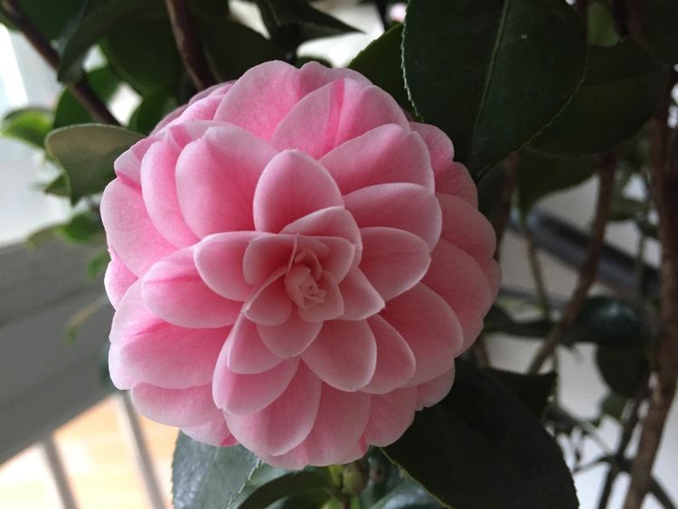 茶花|喜欢养花,不如养盆切朱,花叶俱美,四季开花,盆栽养花选它