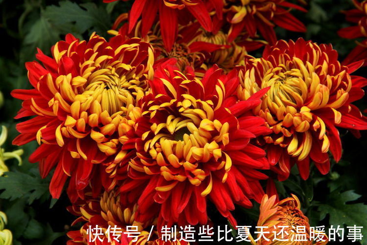 家里养花,花大色艳能爆盆,好养易活真漂亮,家里养出小花园