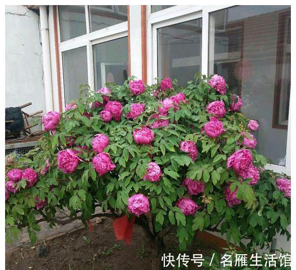 北方地区|4种“漂亮花”,能活一百年,长寿又富贵,越养越值钱