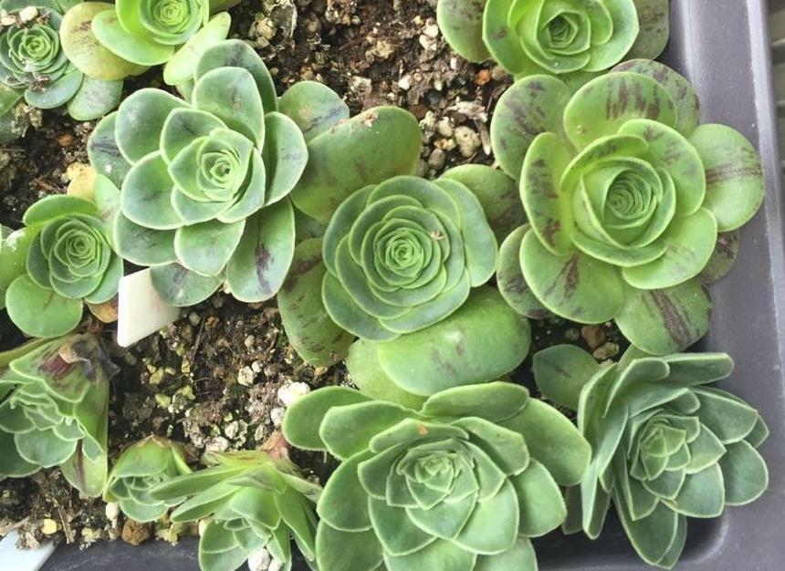 天热|此款多肉叶子像玫瑰花,高贵漂亮,满足5点养成老桩,格外讨喜