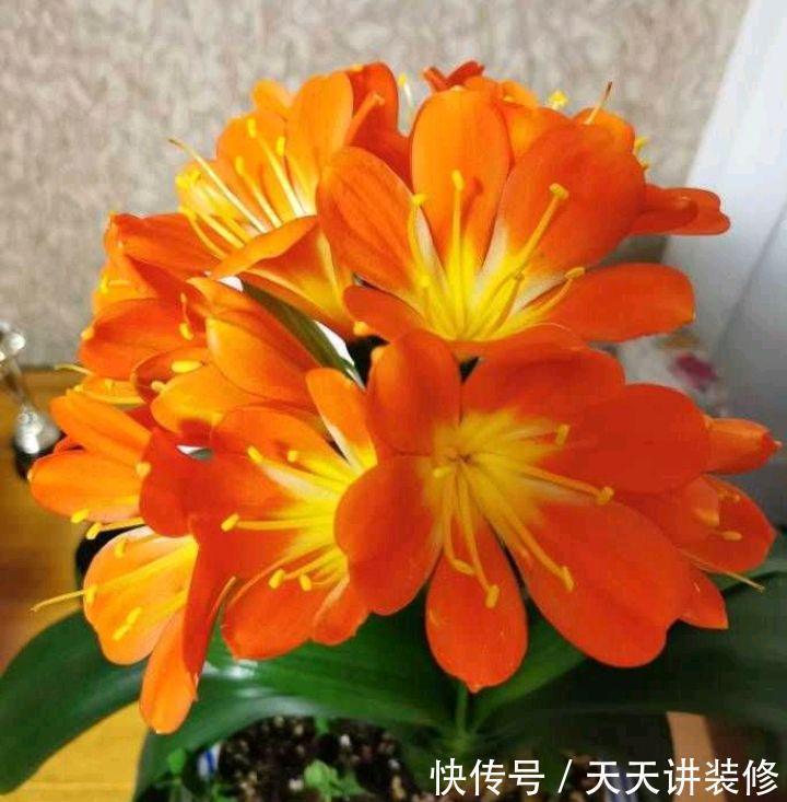 金银花|5种“养人花”,你养着它,它也养着你,家里空气清新,人健康