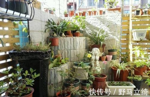 肥沃|吴大姐养花，7天浇一次肥水，土壤肥沃疏松，家里成花海
