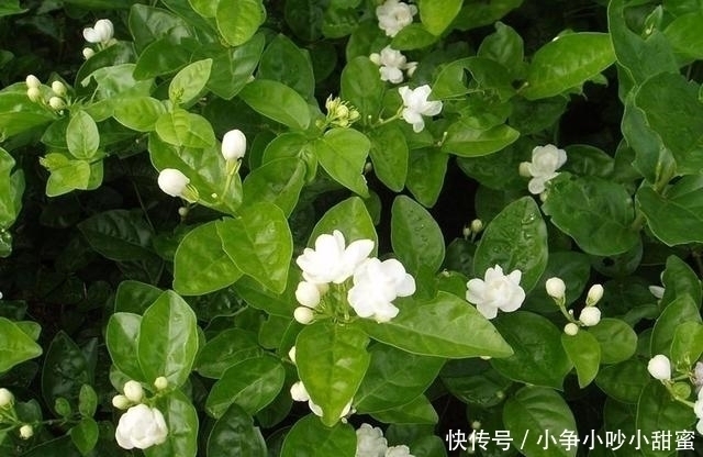 种植|最适合庭院、屋顶绿化种植的植物，各月开花顺序整理，不收藏吗？