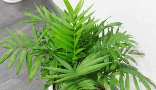 北阳台光线较差，怎么盆栽植物？5款“耐阴花”，没问题！