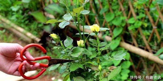 月季冒花苞后，要把这种枝叶修剪掉，不然缩短花期开花小