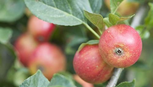 吃药|血脂高了不用慌,除了吃药,这6种食物或许也能帮你“抑制”血脂