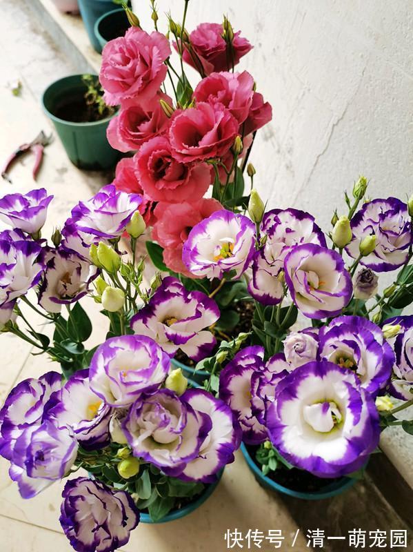 玫瑰|世界四大名花之一“洋桔梗”,比玫瑰还美,花开四季,阳台也能种