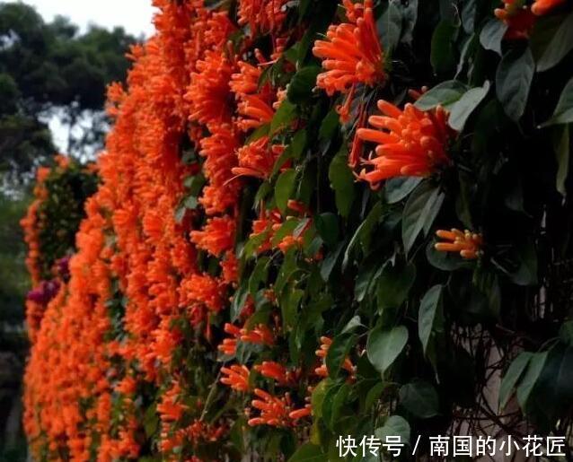  简直|家里养了这些花，简直美哭了