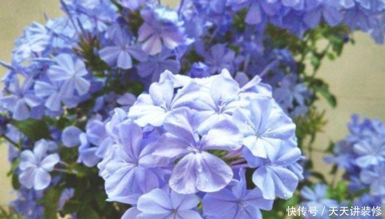 夏天养花,不妨养这四款花,花大色艳真漂亮,谁养谁上瘾