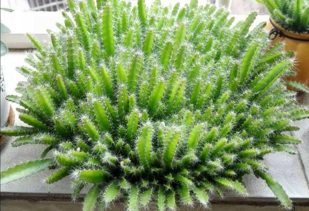 种子|吃完2种水果,种子别扔,种到花盆里,长出美丽小盆栽