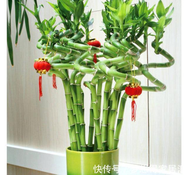 绿萝|7种“健康花”，家里养一盆，寓意好，有格调，寿命长，还干净