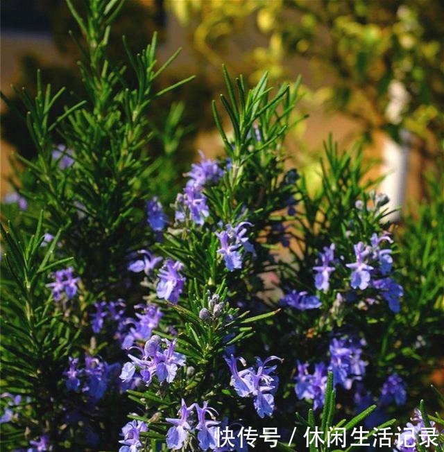 养花招虫,养盆这种花,漂亮好养还驱虫!养花招虫,养盆这种花,漂亮好养还驱虫!