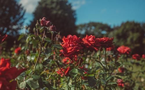 桃花|近期，桃花运上上签，爱情之花将会绽放，四个生肖喜获真爱