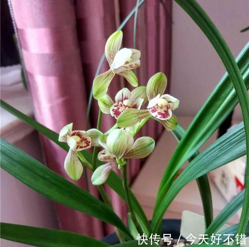 秋冬节气，最适合家里养的几种“争艳花”，开花迷人眼，寓意富贵