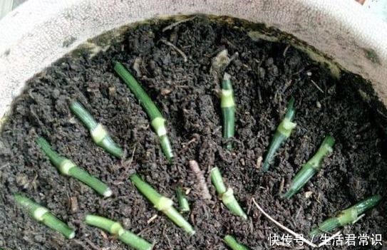 如何让绿萝大量繁殖学会土插、水培技巧，枝干蹭蹭长出大白根！