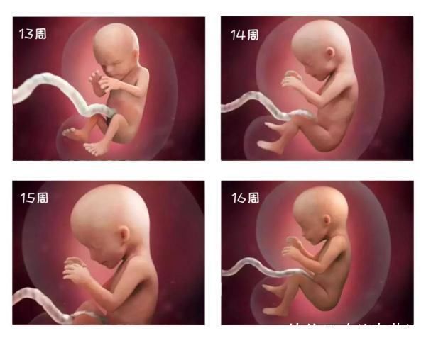 长大|组图告诉你，怀孕1周到40周胎儿是怎么长大的，感叹生命的神奇