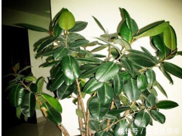 不要再养绿萝了,客厅养上3种“树”,旺宅招财还养人,寓意还好