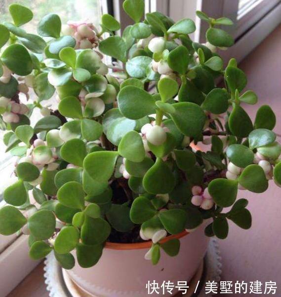 漂亮|养金枝玉叶,一个小方法,一片叶子都不掉,长得枝繁叶茂又漂亮
