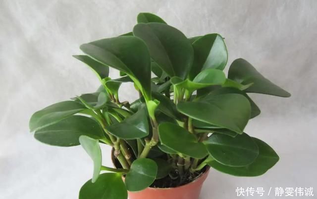 花盆底垫这几种东西，烂根问题彻底解决