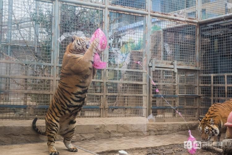 新闻记者|【组图】济南：水果汤圆、鲜肉汤圆、五彩汤圆 动物们的元宵大餐长这样！