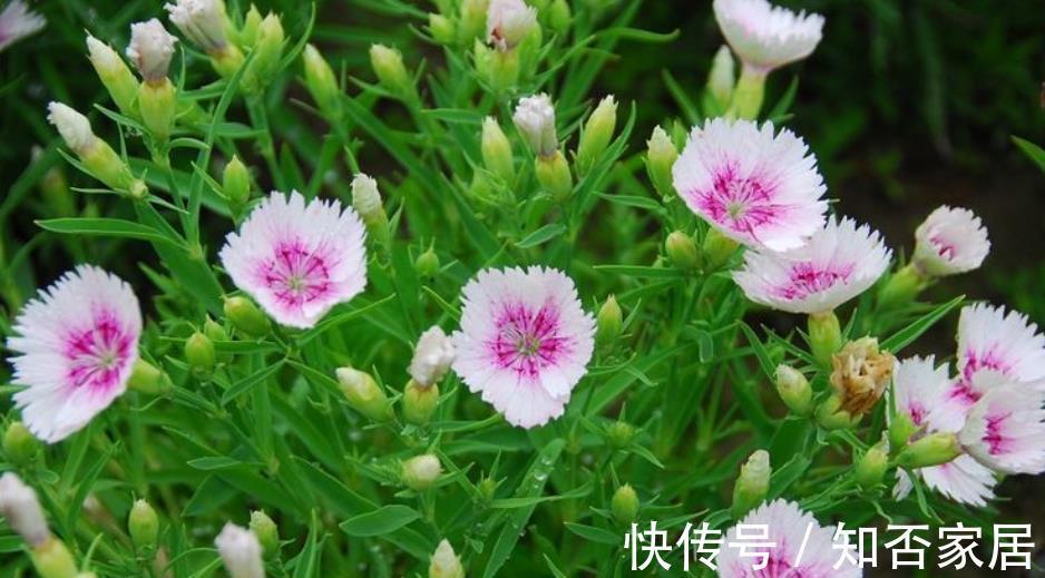 蚯蚓|秋天给花换盆，盆底掺点“万能肥”，根系更健壮，养啥花都旺