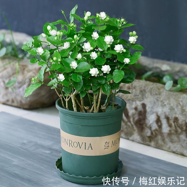 碰碰香|能“养人”的四种花，好养不怕热，可凉拌可泡茶，还能驱蚊子