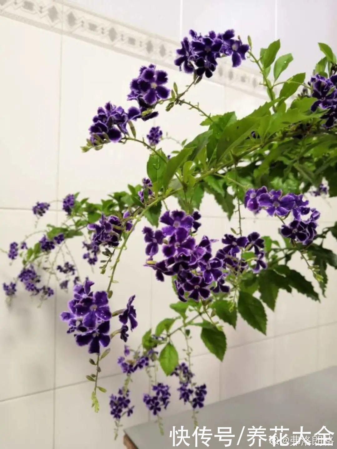飘香藤|晒不死、热不死的花,越晒花越多,越热长越快