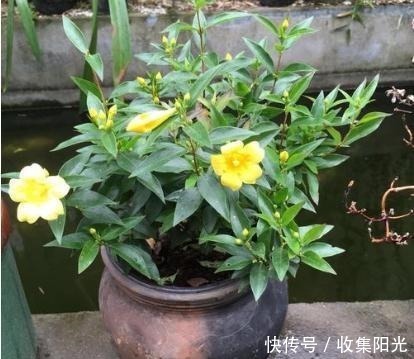 小花|房子再小也要养盆它，越冷越爱开，开花“喷喷香”，天天好心情！