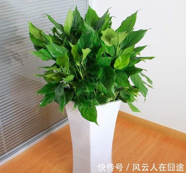 被称为有“医心”的3种花,“养人”又养气,老中医们也爱养