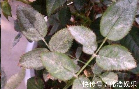 蓝妖|月季花杜鹃花栀子花总是养不活教你一招,连开3个月!