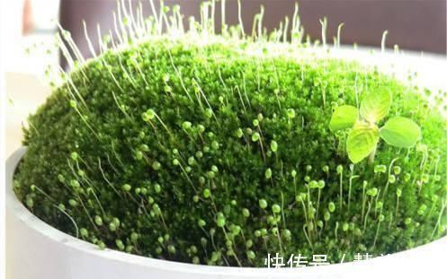 植物|路边挖来的青苔,只需2个步骤,7天长成微景观,比买来的还漂亮