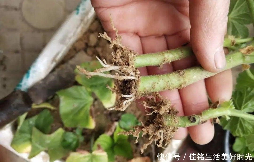 天竺葵|8种花夏天太容易死,现在赶紧扦插,死了也不心疼