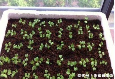 阳台|婆婆在阳台种“鸡蛋”,1盆能结“30个”,全家够吃,邻居太羡慕